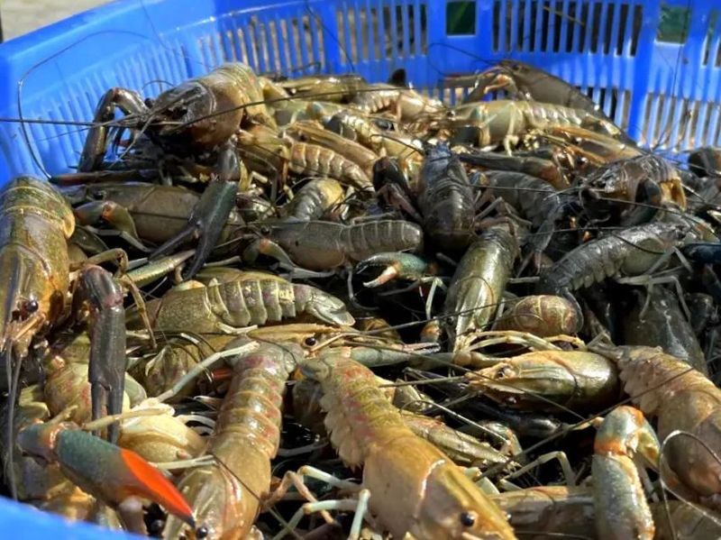 廣東龍魚養殖基地有哪些地方在建