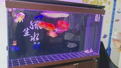 龍魚空氣缸：如何判斷空氣缸質量，空氣缸對龍魚健康影響，龍魚空氣缸使用注意事項