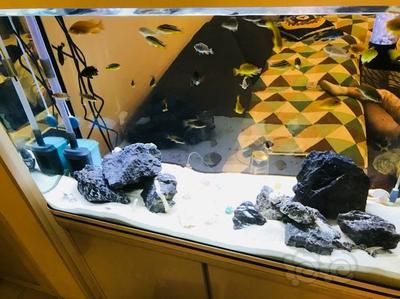 龍魚空氣缸：如何判斷空氣缸質量，空氣缸對龍魚健康影響，龍魚空氣缸使用注意事項