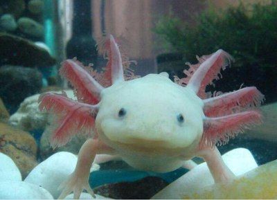 六角恐龍魚能長(zhǎng)多大：六角恐龍魚的生長(zhǎng)特性 六角恐龍魚能長(zhǎng)多大：六角恐龍魚的生長(zhǎng)特性 龍魚百科 第4張