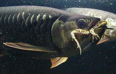 龍魚有寄生蟲：關(guān)于龍魚寄生蟲的一些問題