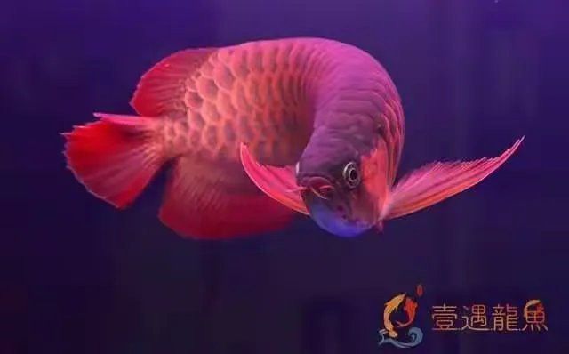 印尼大湖龍魚是怎樣的 印尼大湖龍魚是怎樣的 龍魚百科 第2張