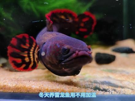 冬天龍魚溫度多少合適養活