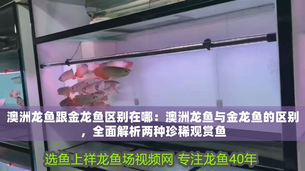 澳洲龍魚跟金龍魚區(qū)別在哪：澳洲龍魚與金龍魚的區(qū)別，全面解析兩種珍稀觀賞魚 澳洲龍魚跟金龍魚區(qū)別在哪：澳洲龍魚與金龍魚的區(qū)別，全面解析兩種珍稀觀賞魚 龍魚百科 第1張