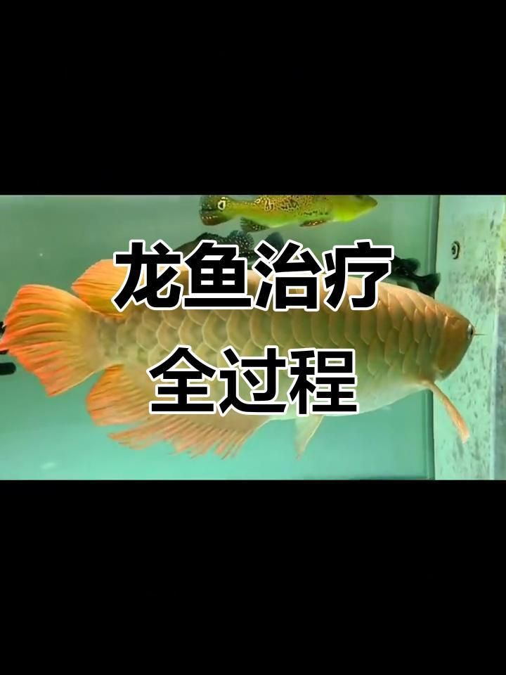 龍魚生病期間如何護理？