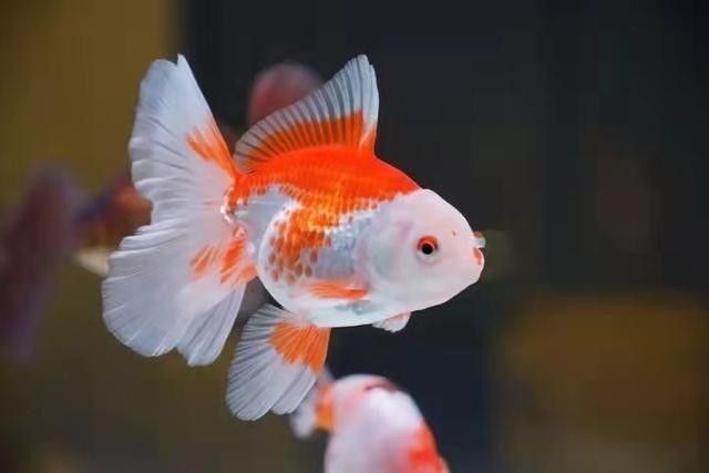 雷龍魚和金魚能不能混養