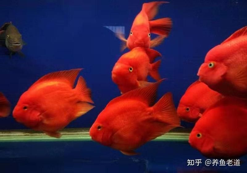 雷龍魚和金魚能不能混養