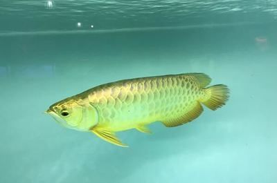 十大最漂亮的龍魚：最漂亮的十大龍魚品種