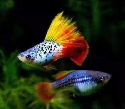 十大最漂亮的龍魚：最漂亮的十大龍魚品種