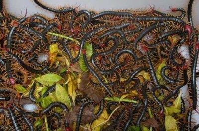 蜈蚣喂金龍魚可以嗎：蜈蚣可以作為食物喂給金龍魚嗎，