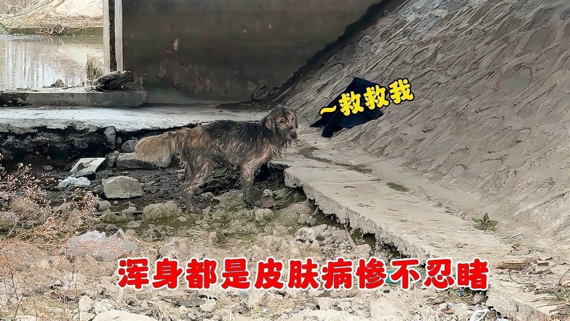 雷龍腹水會自行吸收嗎？