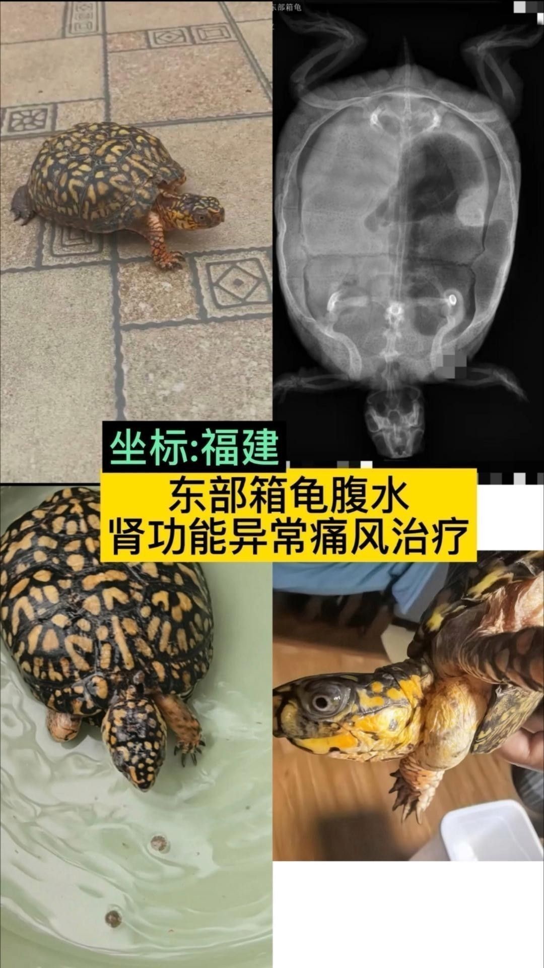 雷龍腹水會自行吸收嗎？