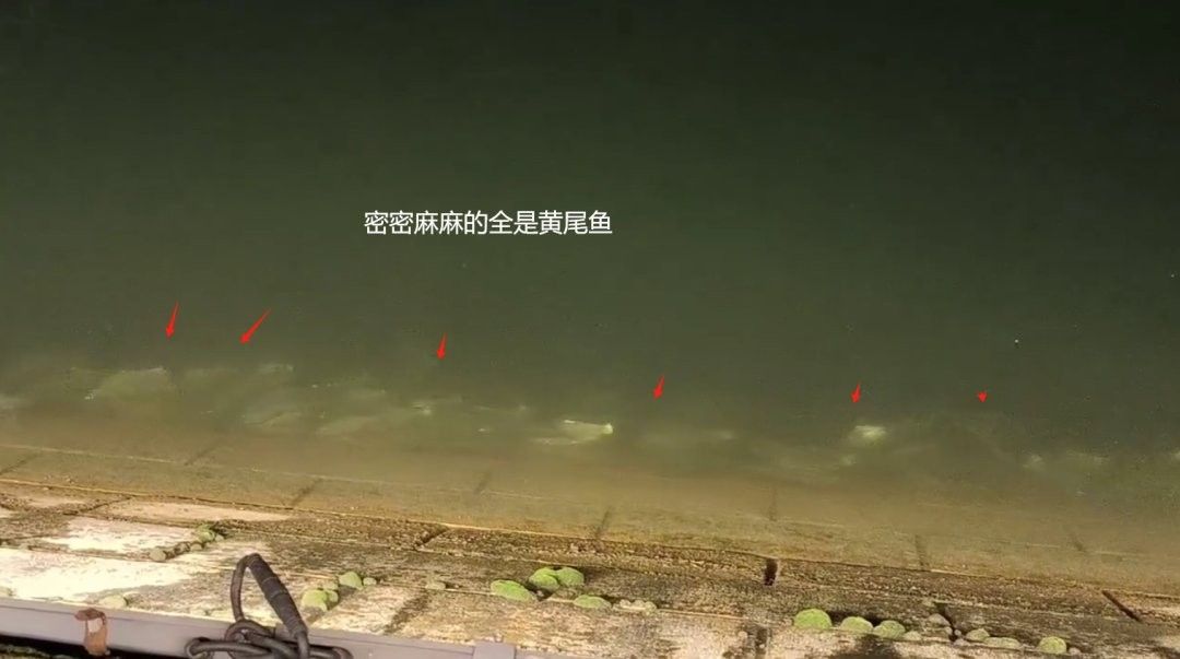 黃尾龍魚價(jià)格多少