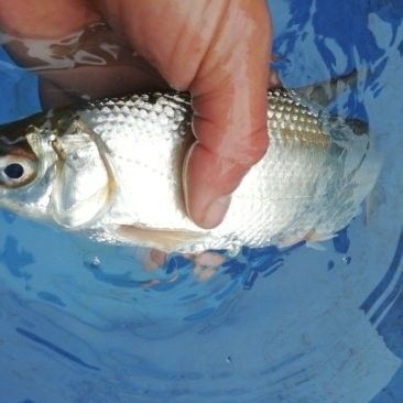 黃尾龍魚價(jià)格多少