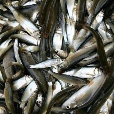 黃尾龍魚價(jià)格多少