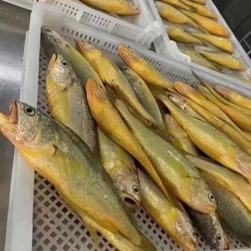 黃尾龍魚價(jià)格多少