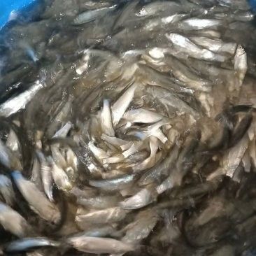 黃尾龍魚價(jià)格多少