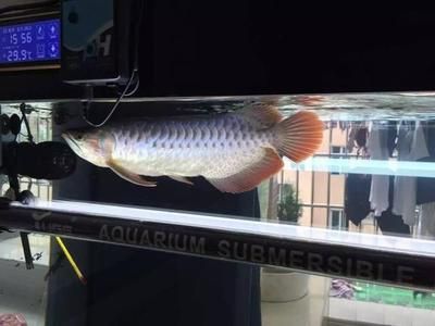 龍魚31度算不算高：龍魚31度算不算高？ 龍魚31度算不算高：龍魚31度算不算高？ 龍魚百科 第1張