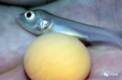 龍魚31度算不算高：龍魚31度算不算高？ 龍魚31度算不算高：龍魚31度算不算高？ 龍魚百科 第3張