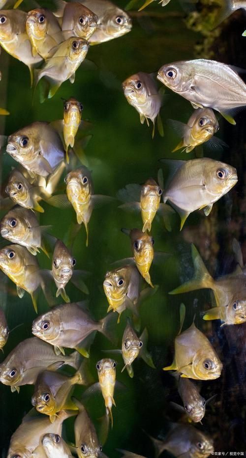 紅龍魚蒙眼最怕三個藥圖片
