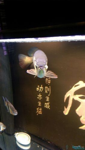 紅龍魚蒙眼最怕三個藥圖片
