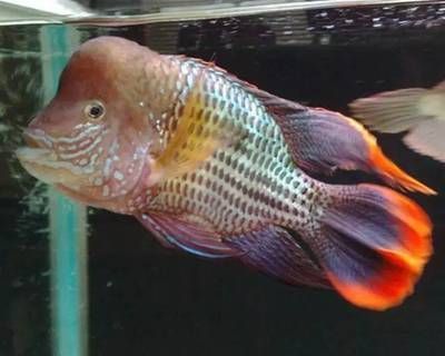 紅尾皇冠可以與龍魚混養嗎：紅尾皇冠可以與龍魚混養嗎紅尾皇冠可以混養嗎