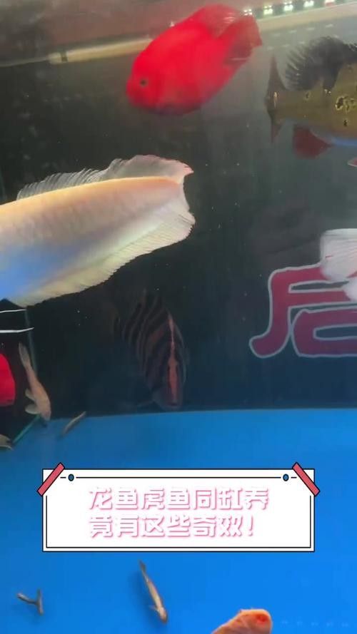 龍魚虎魚混養打架怎么辦啊圖片
