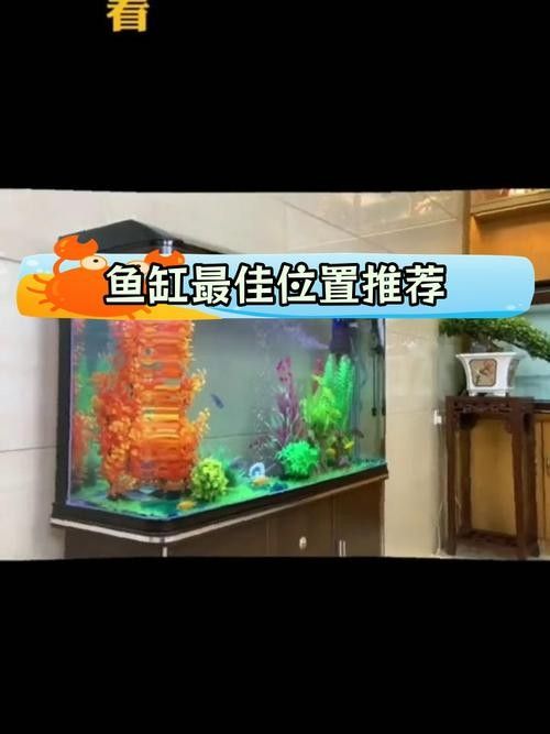 龍魚虎魚混養打架怎么辦啊圖片