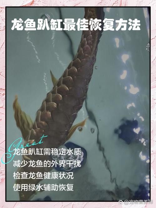 龍魚虎魚混養打架怎么辦啊圖片