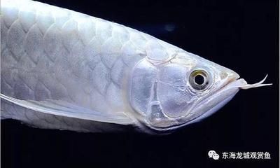龍魚鰭損傷的恢復(fù)時間（龍魚的鰭損傷的恢復(fù)時間） 龍魚鰭損傷的恢復(fù)時間（龍魚的鰭損傷的恢復(fù)時間） 龍魚百科 第3張