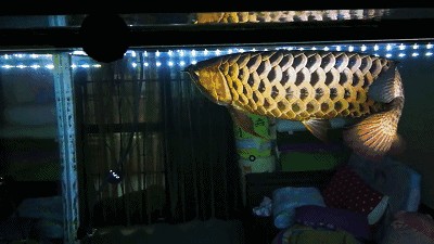 金龍魚跟紅龍魚哪個好：金龍魚和紅龍魚各有其獨特的特點和優勢和優勢和優勢