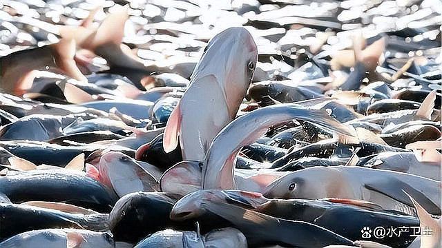 龍魚浮頭張嘴最簡單三個步驟