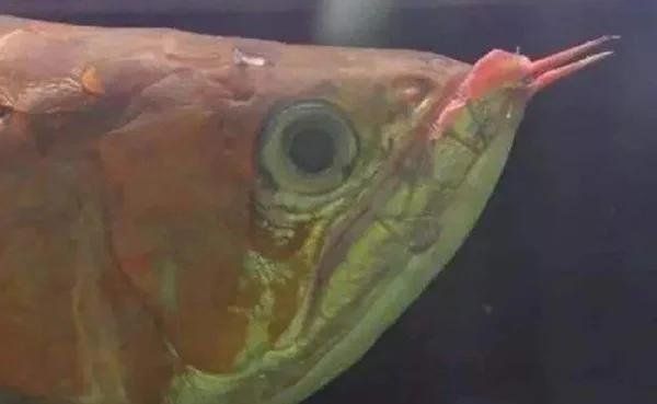 龍魚浮頭張嘴最簡單三個步驟
