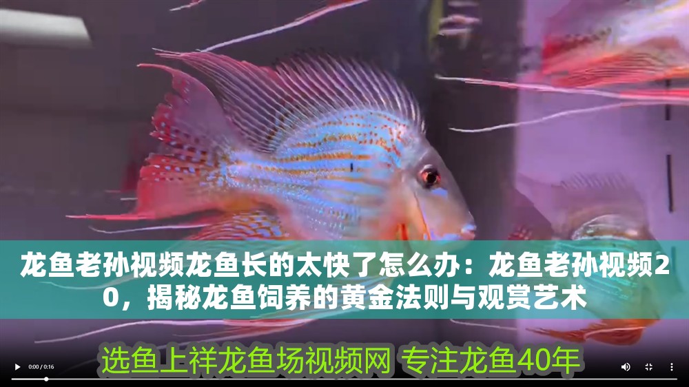 龍魚老孫視頻龍魚長的太快了怎么辦：龍魚老孫視頻20，揭秘龍魚飼養的黃金法則與觀賞藝術