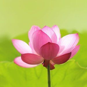 龍魚蒙眼能不能開燈