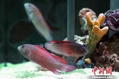 南京紅龍魚最正宗的三個地方是哪里（南京紅龍魚最正宗的三個地方）