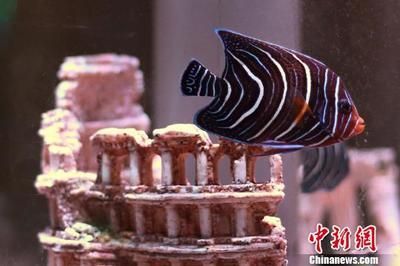 南京紅龍魚最正宗的三個地方是哪里（南京紅龍魚最正宗的三個地方）