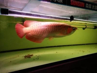 養龍魚養單數還是雙數比較好：養龍魚養單數好還是雙數好