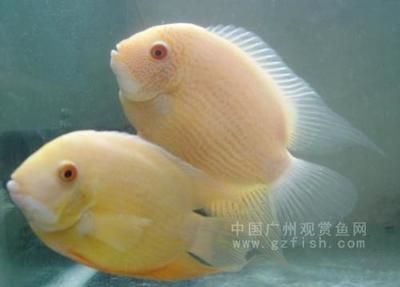 菠蘿魚繁殖環(huán)境要求，菠蘿魚的繁殖環(huán)境要求 菠蘿魚繁殖環(huán)境要求，菠蘿魚的繁殖環(huán)境要求 龍魚百科 第5張