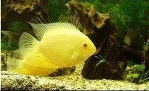 菠蘿魚繁殖環(huán)境要求，菠蘿魚的繁殖環(huán)境要求 菠蘿魚繁殖環(huán)境要求，菠蘿魚的繁殖環(huán)境要求 龍魚百科 第4張