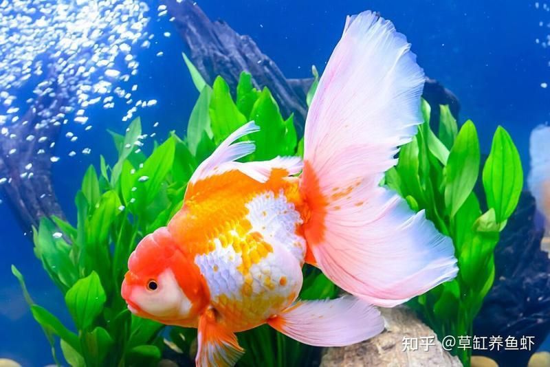 金魚好養活嗎