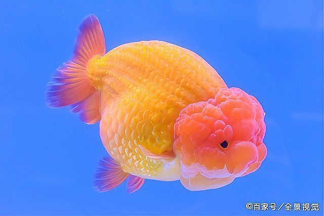 金魚好養活嗎