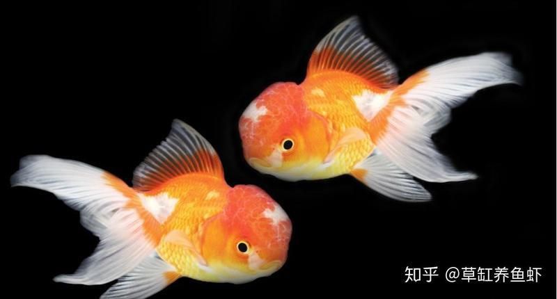 金魚好養活嗎