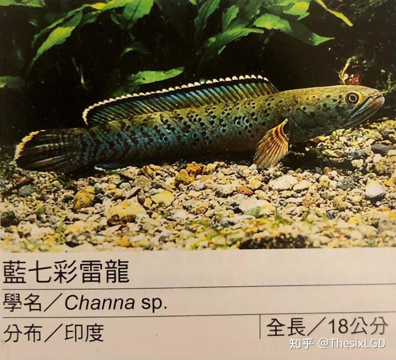 淡水雷龍魚 淡水雷龍魚 龍魚百科 第3張
