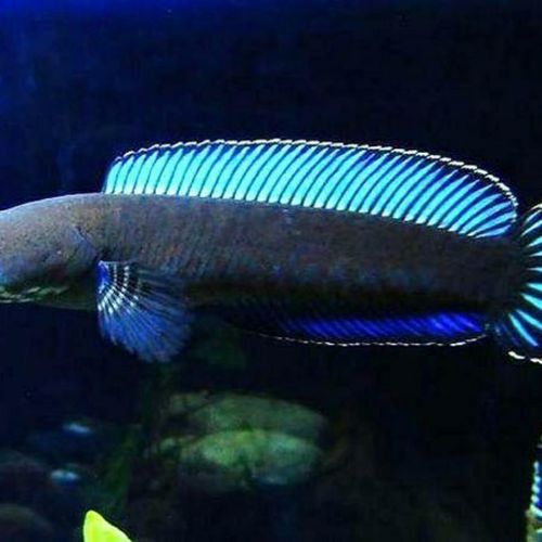 淡水雷龍魚 淡水雷龍魚 龍魚百科 第9張
