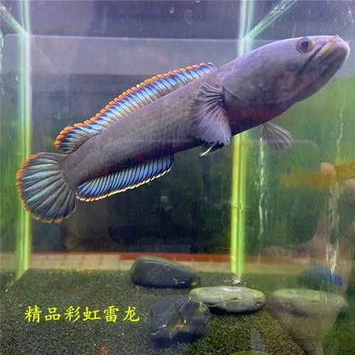淡水雷龍魚 淡水雷龍魚 龍魚百科 第5張