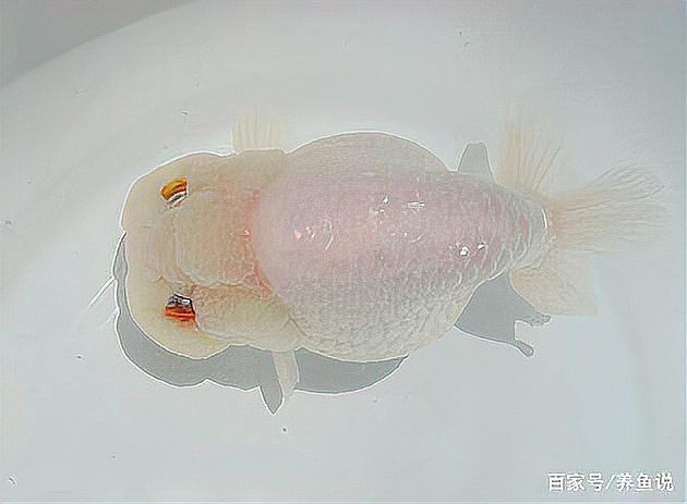 淡水雷龍魚 淡水雷龍魚 龍魚百科 第12張