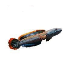 淡水雷龍魚 淡水雷龍魚 龍魚百科 第14張