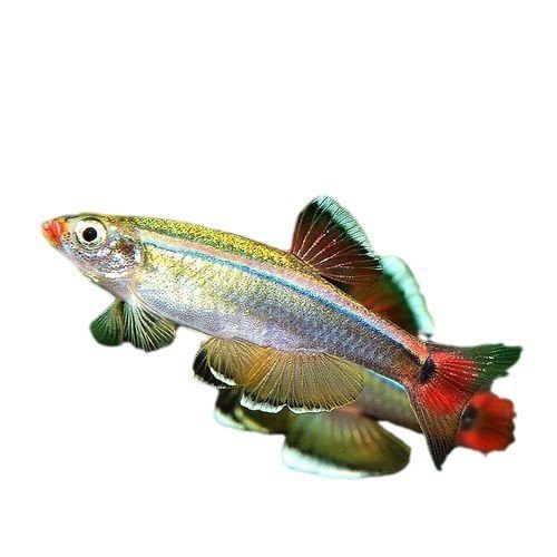 淡水雷龍魚 淡水雷龍魚 龍魚百科 第15張