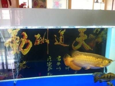 養(yǎng)龍魚視頻講座：關(guān)于龍魚養(yǎng)殖的一些視頻講座